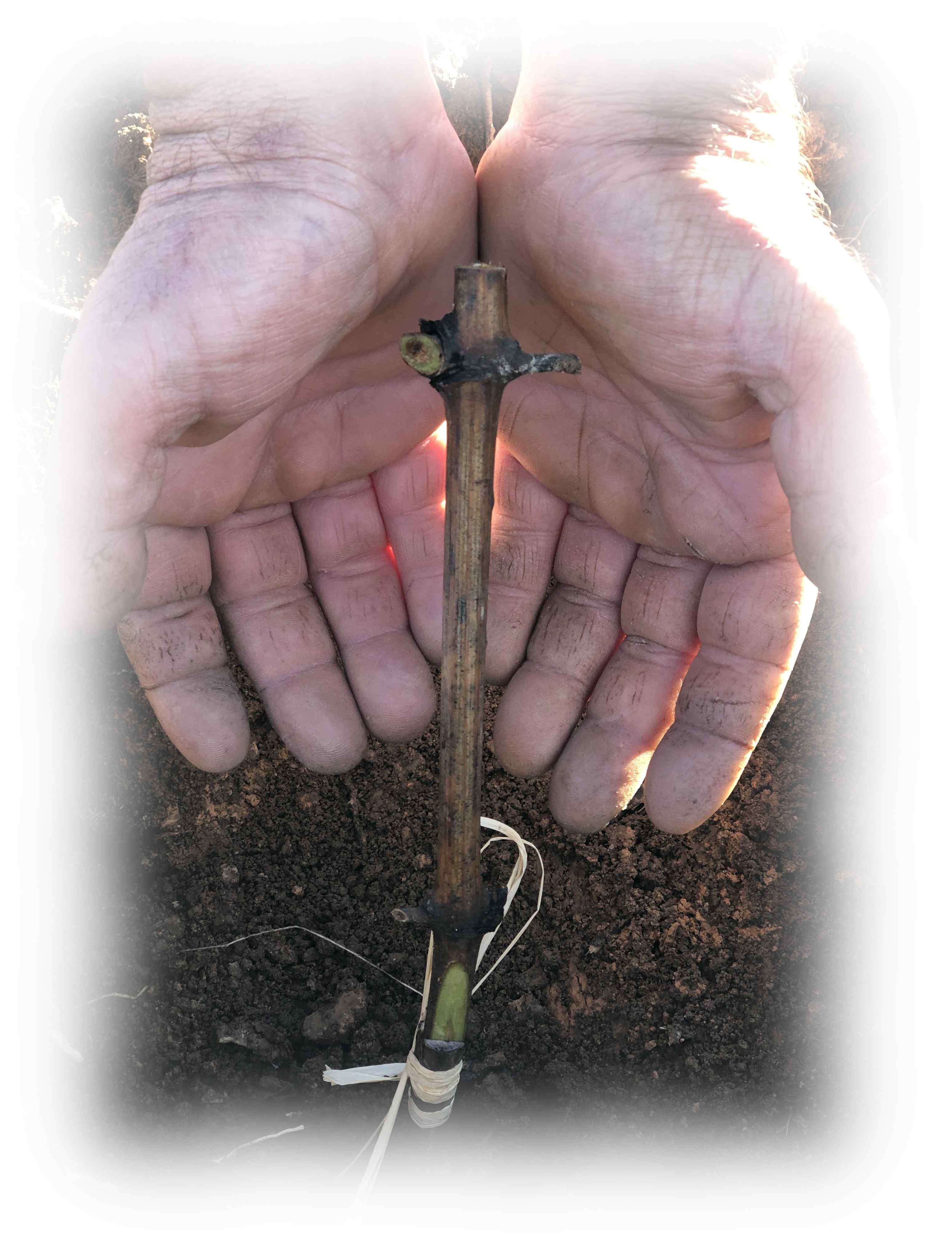 Manos de Ángel mimando un nuevo injerto. Nacimiento de El Legado calado de Catas